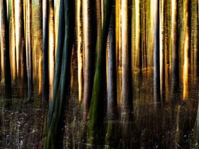 Streiflichter im Wald